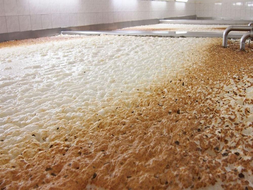 The importance of yeast in beer brewing